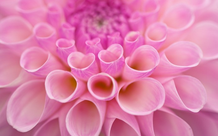 Close-up macro photography of pink dahlia flower petals