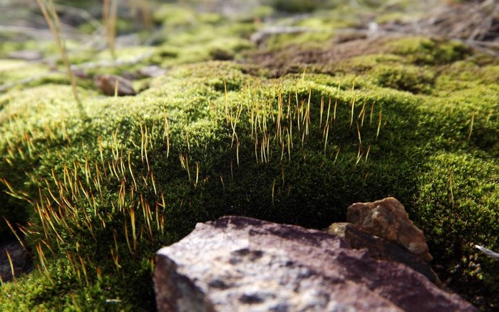 Close-up of moss with sporophytes and rocks