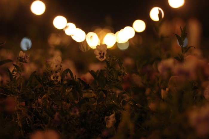 Blurred lights and flowers at night