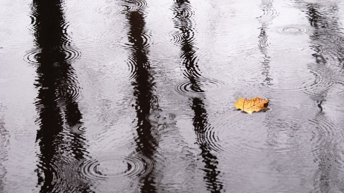 Autumn leaf floating on water with reflections