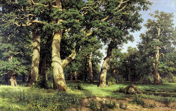 Ancient oak trees in a sunlit forest clearing