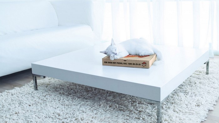 White cat sleeping on pizza box on coffee table