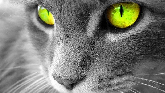 Close up of a cat's face with bright green eyes