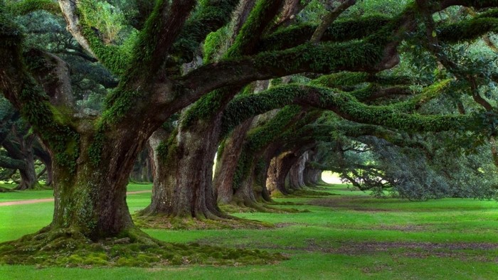 Avenue of ancient oak trees covered in moss