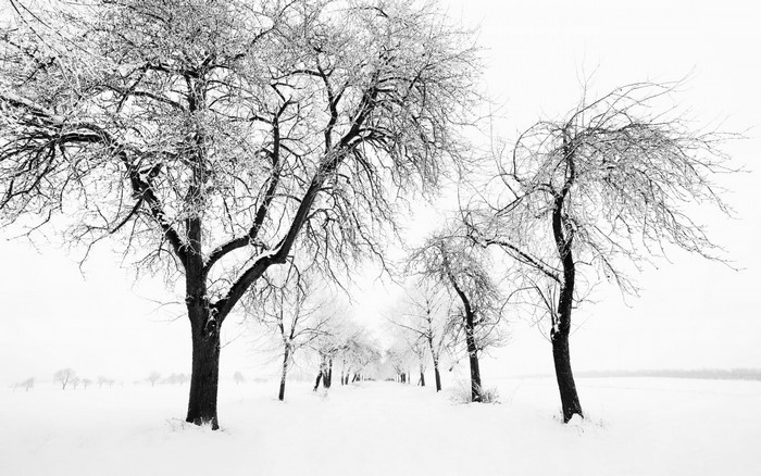 Snowy landscape with trees in winter