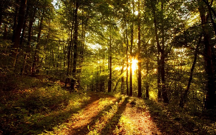 Sunlight filtering through trees in a forest