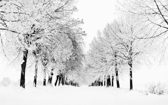 Snow-covered trees lining a path in winter