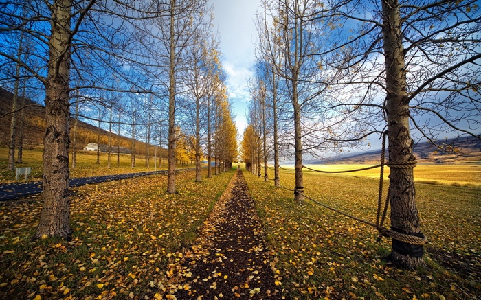 Autumn path lined with trees and fallen leaves