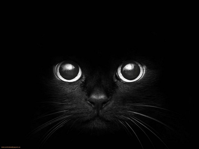 Close up of a black cat's face in darkness
