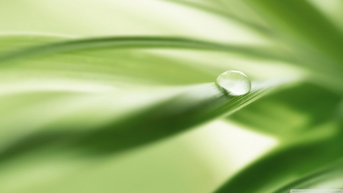 Close-up of a water drop on a green leaf