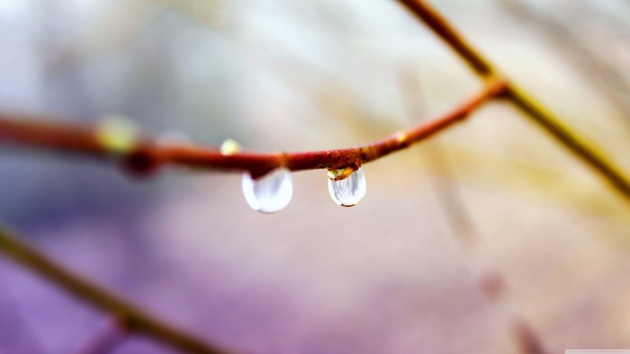Close-up of water droplets on a branch