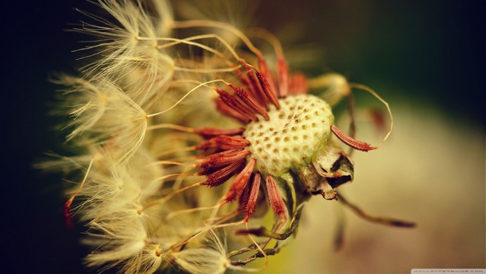 Close-up of a dandelion seed head with remaining petals
