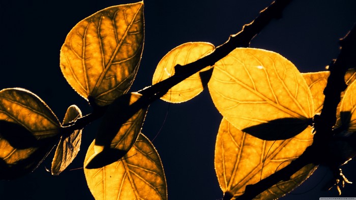 Backlit yellow leaves on a dark background