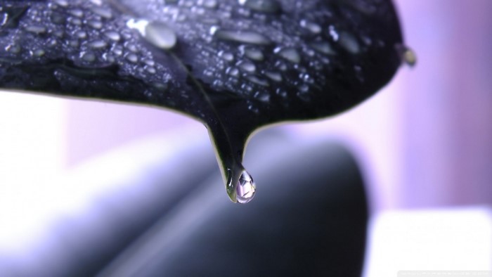 Macro photography of water drops on a dark leaf