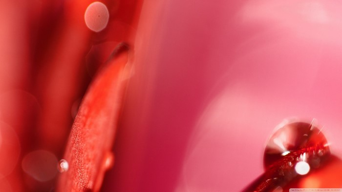 Macro photography of red flower petals with water droplets