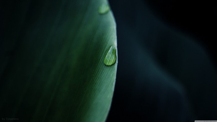 Close-up of a water droplet on a green leaf