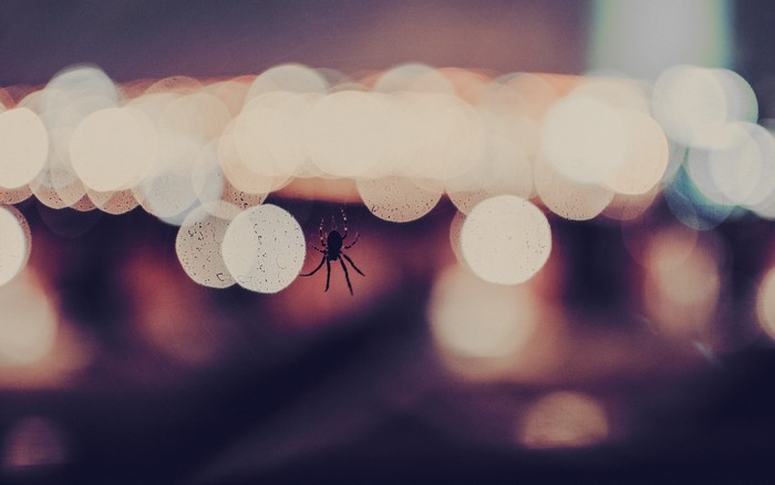 Spider hanging in front of bokeh lights