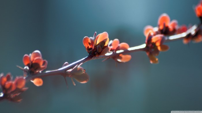 Close-up of red buds on a plant branch