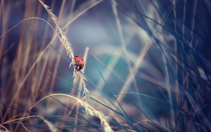 Ladybug on a blade of grass