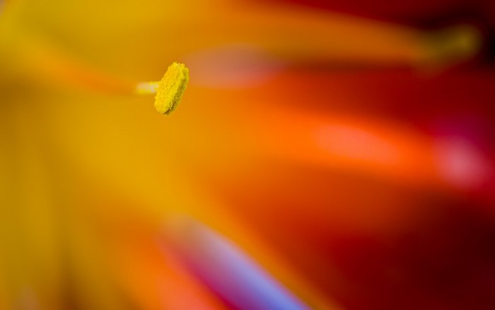 Macro shot of a yellow stamen with pollen on a red and orange flower