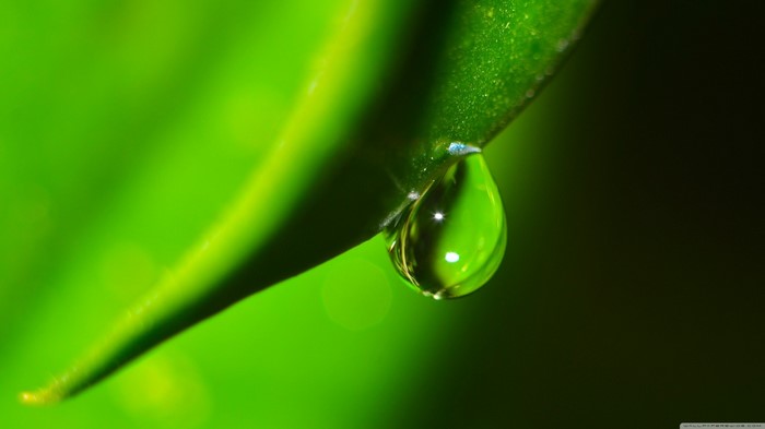 Close-up of a water drop on a green leaf