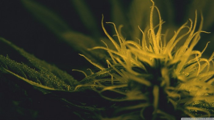 Close-up of a cannabis plant with yellow pistils and green leaves