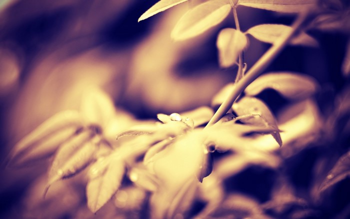 Close-up of a dewdrop on a leaf with purple and yellow tones