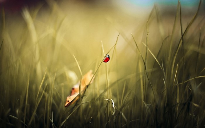 Ladybug on a blade of grass with a fallen leaf