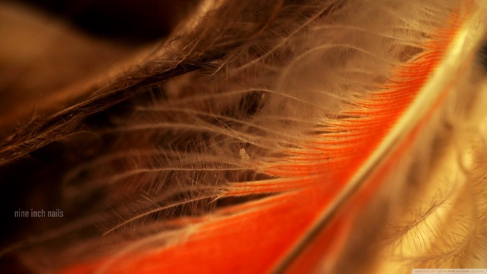 Nine Inch Nails feather macro photography