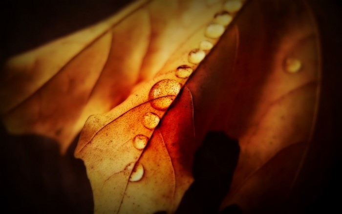Close-up of water drops on a dry leaf