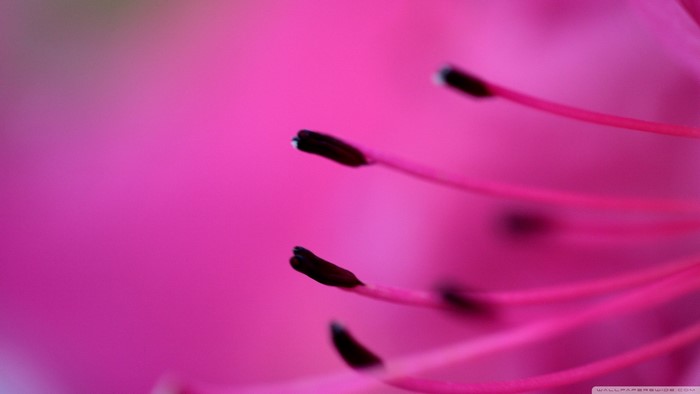 Close-up of pink flower stamens and pistil