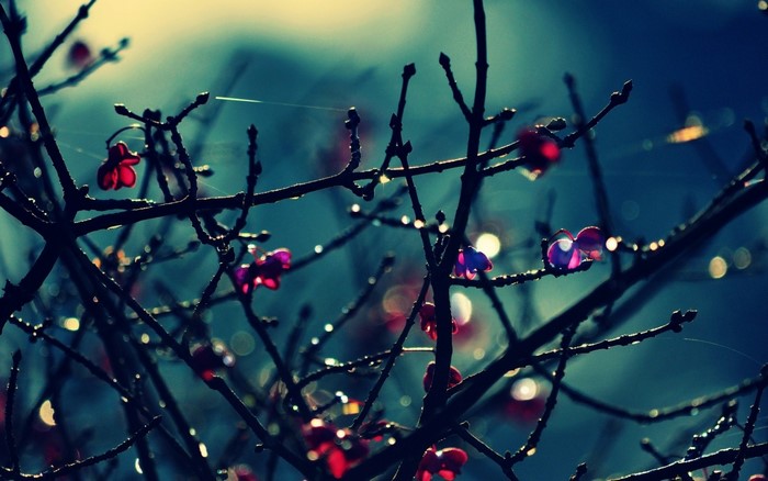 Close-up of wet branches with small red and purple flowers