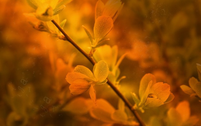 Close up of yellow leaves on a branch