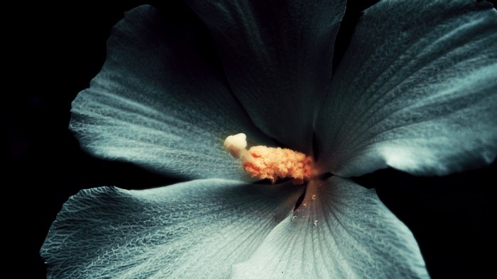 Close-up of a pale blue hibiscus flower with orange stamen