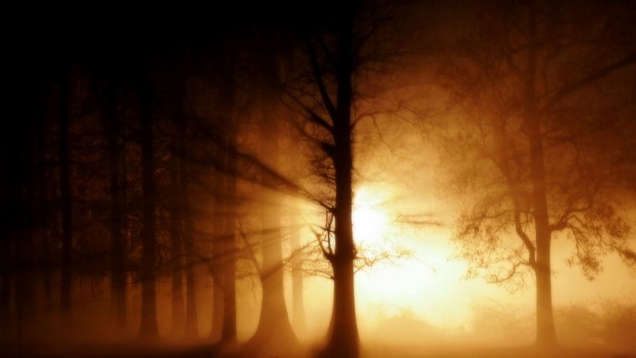 Sunlight beams through trees in a misty forest at dawn