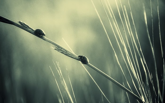 Two ladybugs on a blade of grass