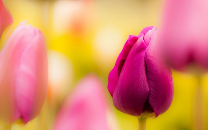 Close up of pink and purple tulips with yellow background