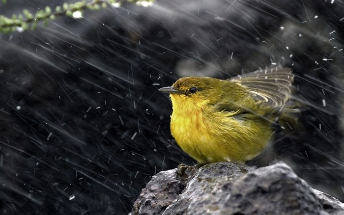 Yellow bird perched on a rock in the rain