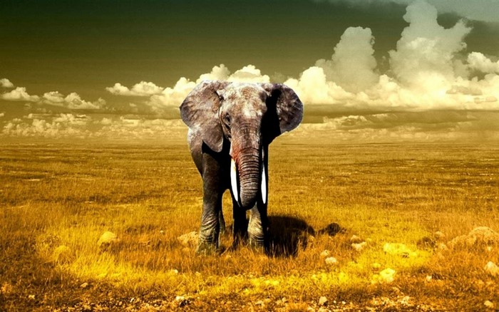 Elephant standing in a golden savanna landscape