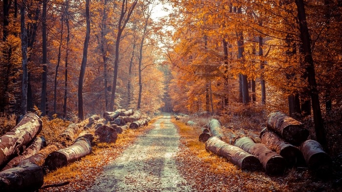 Autumn forest path with fallen logs and orange leaves