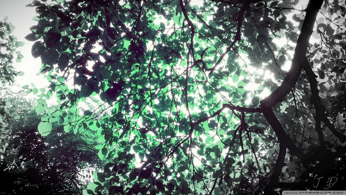 Sunlight filtering through green leaves and tree branches