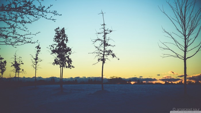 Silhouette trees on snowy landscape at sunset