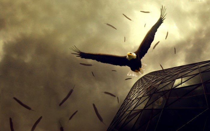 Bald eagle flying near a modern building with feathers