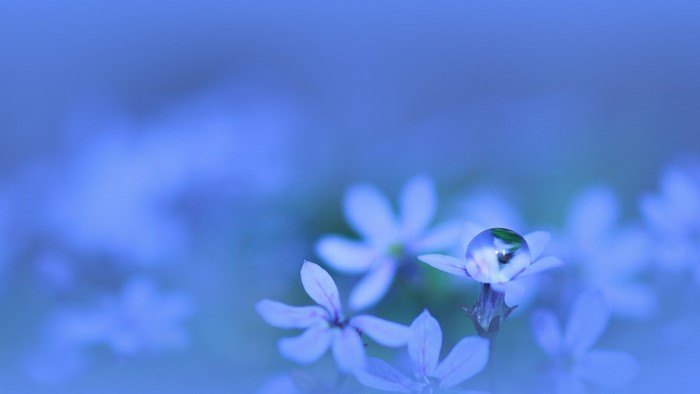 Close-up of a water drop on a blue wildflower