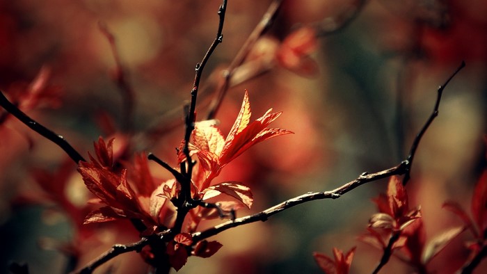 Close up of red leaves on a branch