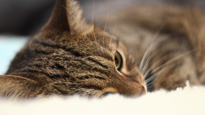 Close up of a tabby cat's face