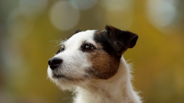 Close up of a Jack Russell Terrier dog