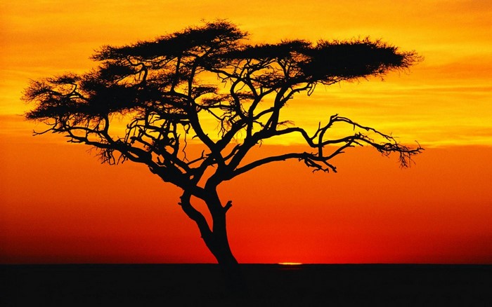 Silhouette of an acacia tree at sunset
