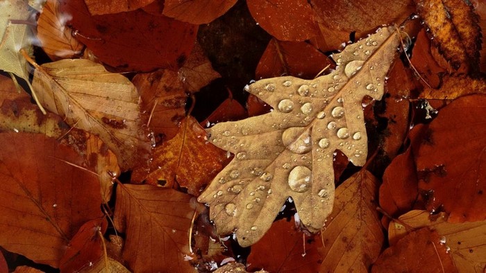 Close-up of wet autumn leaves on the ground