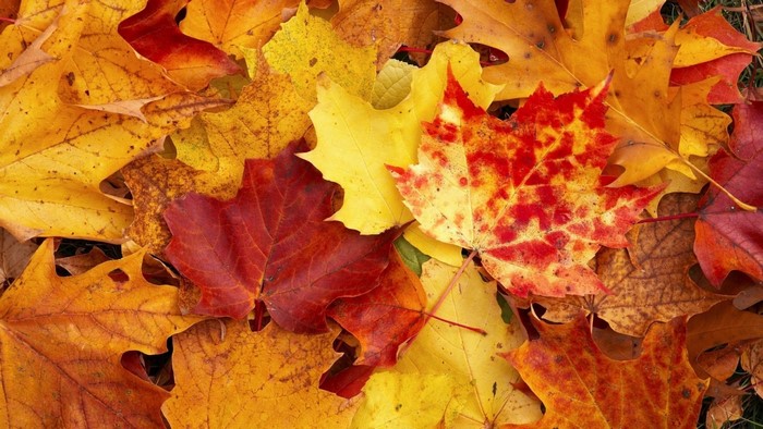 Colorful Autumn Maple Leaves on Ground